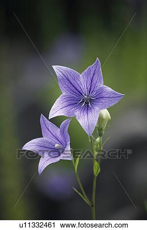 Stock Image - Bluebell flowers. Fotosearch