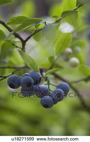 Stock Photo - Blueberries on branch, close up. Fotosearch