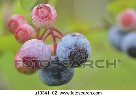 Blueberries View Large Photo Image Stock Image - Blueberries. Fotosearch