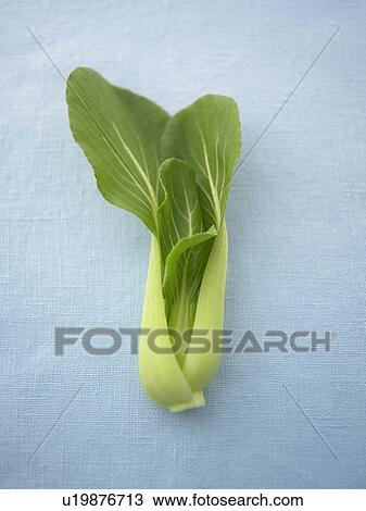 Bok Choy View Large Photo Image Stock Image - Bok Choy. Fotosearch