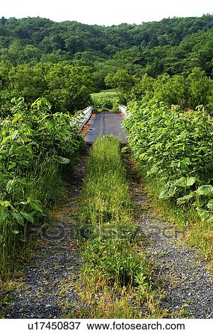 Stock Photo - Bridge in bush. Fotosearch