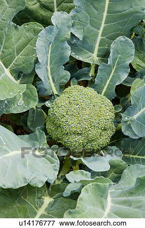 Stock Photo - Broccoli, close up. Fotosearch