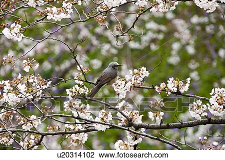 Stock Image - Brown-eared Bulbul perched on cherry tree. Fotosearch