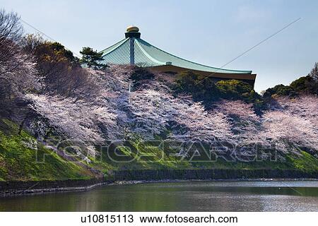 Stock Image - Budokan and cherry blossoms. Fotosearch