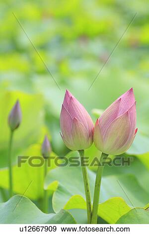 Stock Photo - Buds of lotus flowers, close up, differential focus. Fotosearch