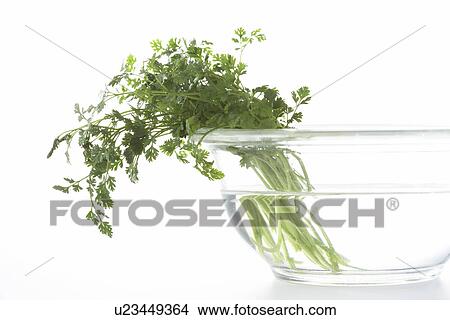 Picture - Bunch of Chervils in a bowl of water. Fotosearch