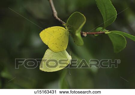 Stock Image - Butterflies mating on plant. Fotosearch