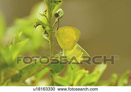 Stock Image - Butterflies mating on plant. Fotosearch