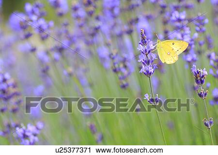 Stock Image - Butterfly on lavender, close up, differential focus. Fotosearch