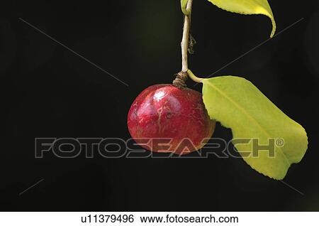 Camellia seed View Large Photo Image Stock Photograph - Camellia seed. Fotosearch