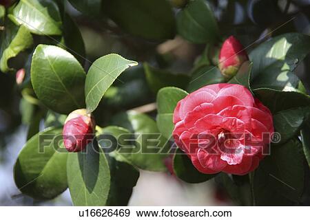 Camellia View Large Photo Image Stock Photo - Camellia. Fotosearch