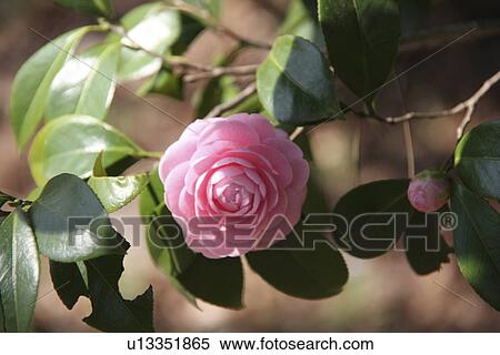 Stock Photography - Camellia. Fotosearch