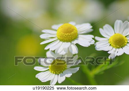Stock Photography - Camomile, close up, differential focus. Fotosearch
