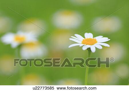 Camomile, close up, differential focus View Large Photo Image Stock Photography - Camomile, close up, differential focus. Fotosearch