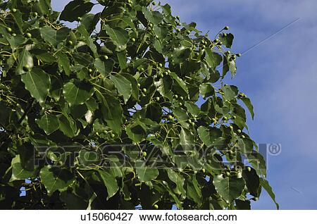 Stock Photo - Camphor Tree (Cinnamomum camphora). Fotosearch