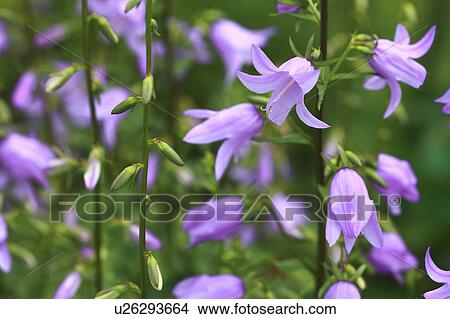 Picture - Canterbury bell flowers, close up, differential focus. Fotosearch