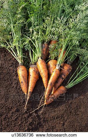 Carrots on dirt View Large Photo Image Stock Photograph - Carrots on dirt. Fotosearch
