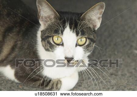 Stock Image - Cat looking at camera. Fotosearch