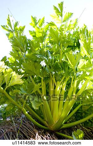 Stock Image - Celery, close up. Fotosearch