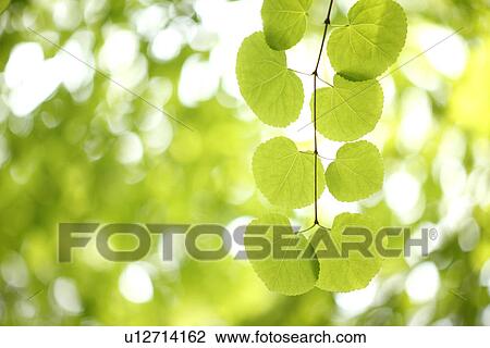 Stock Image - Cercidiphyllum japonicum leaves on branch. Fotosearch