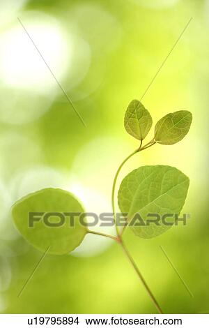 Picture - Cercidiphyllum japonicum leaves. Fotosearch