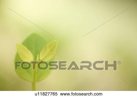 Stock Photography - Cercidiphyllum japonicum leaves. Fotosearch