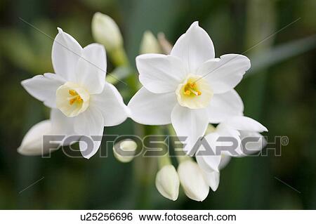 Stock Photograph - Chaenomeles speciosa. Fotosearch