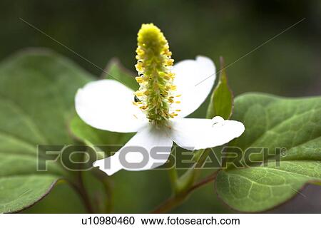 Stock Image - Chameleon Plant (Houttuynia cordata). Fotosearch
