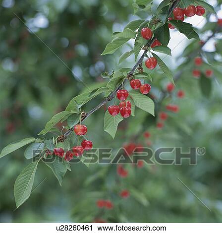Cherries View Large Photo Image Stock Image - Cherries. Fotosearch