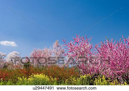 Cherry and plum blossoms and flower field View Large Photo Image Stock Image - Cherry and plum blossoms and flower field. Fotosearch