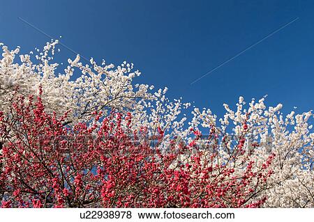 Cherry and plum blossoms View Large Photo Image Stock Photo - Cherry and plum blossoms. Fotosearch