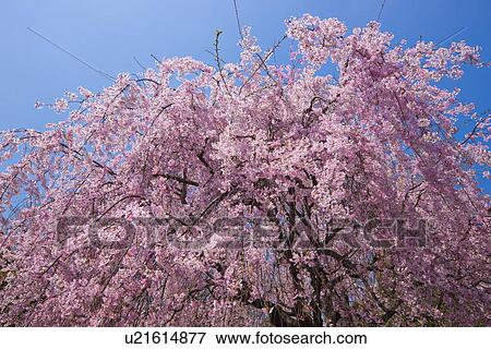 Stock Photo - Cherry blossom tree. Fotosearch