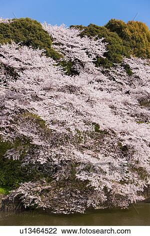 Cherry blossom trees by moat View Large Photo Image Stock Image - Cherry blossom trees by moat. Fotosearch