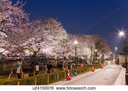 Stock Photograph - Cherry blossom trees near road at night. Fotosearch