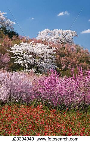 Cherry blossoms and flower field View Large Photo Image Stock Photo - Cherry blossoms and flower field. Fotosearch