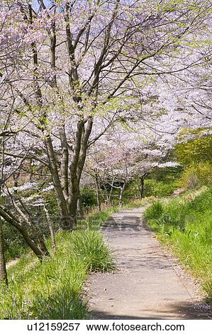 Stock Photo - Cherry blossoms and footpath. Fotosearch