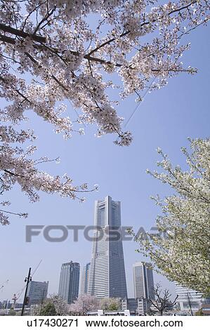 Cherry blossoms and Landmark tower View Large Photo Image Stock Image - Cherry blossoms and Landmark tower. Fotosearch