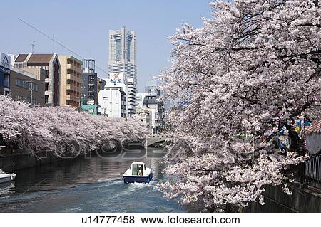 Cherry blossoms and Landmark tower View Large Photo Image Stock Photo - Cherry blossoms and Landmark tower. Fotosearch