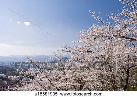 Cherry blossoms and mountain range View Large Photo Image Stock Photography - Cherry blossoms and mountain range. Fotosearch