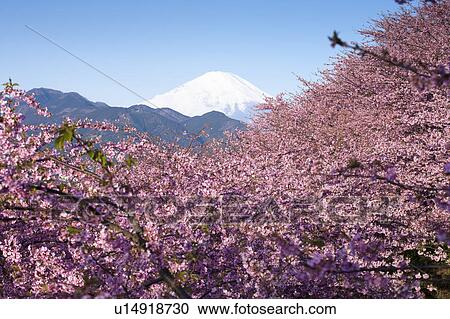 Stock Image - Cherry blossoms and Mt. Fuji. Fotosearch