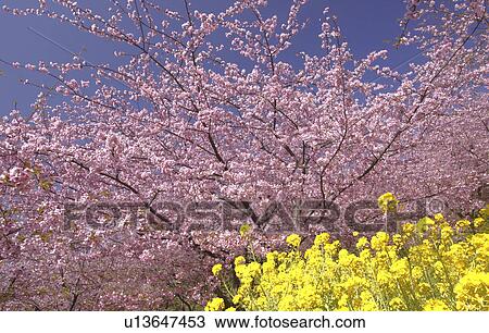 Cherry blossoms and oilseed rape View Large Photo Image Stock Image - Cherry blossoms and oilseed rape. Fotosearch