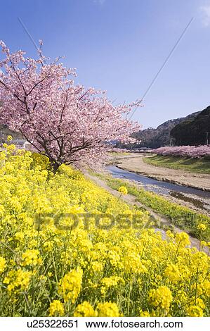 Stock Image - Cherry blossoms and Oilseed Rape. Fotosearch