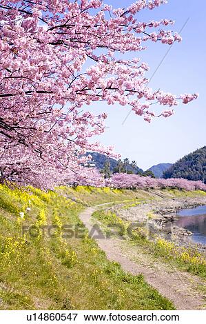 Stock Photo - Cherry blossoms and Oilseed Rape. Fotosearch