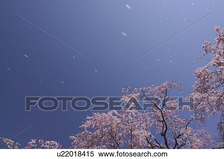 Stock Photography - Cherry blossoms and petals blowing in the wind. Fotosearch