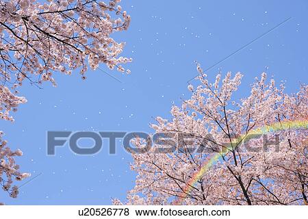 Stock Photo - Cherry blossoms and rainbow. Fotosearch