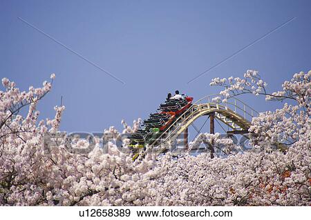 Stock Photo - Cherry blossoms and rollercoaster. Fotosearch