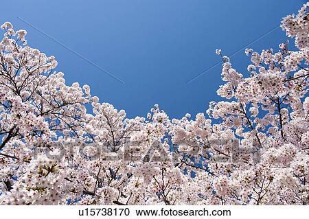 Cherry blossoms and sky View Large Photo Image Stock Image - Cherry blossoms and sky. Fotosearch