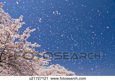 Cherry blossoms and sky View Large Photo Image Stock Image - Cherry blossoms and sky. Fotosearch