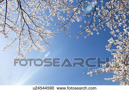 Cherry blossoms and sky View Large Photo Image Stock Image - Cherry blossoms and sky. Fotosearch