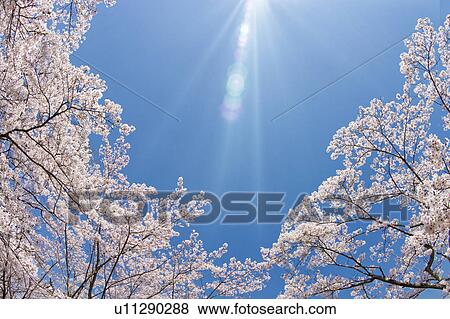 Stock Photo - Cherry blossoms and sky. Fotosearch